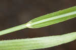 Saltmarsh umbrella-sedge